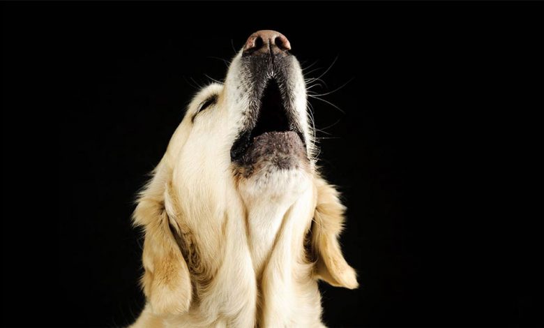 Meet The Howling Dog That Became an Instant Internet Sensation