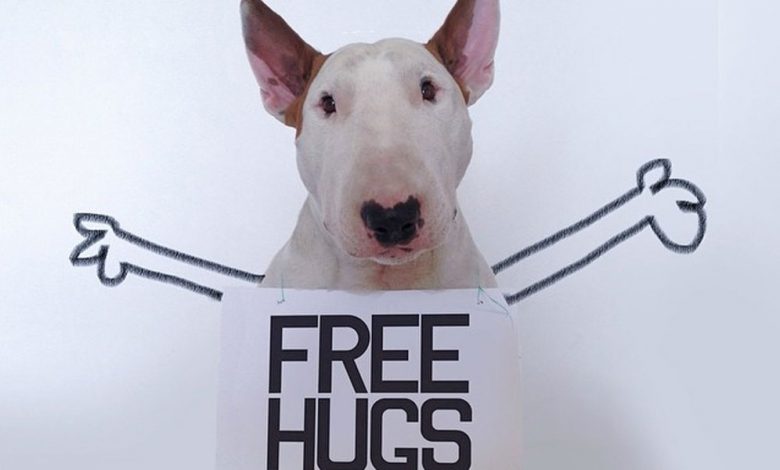 This Sweet Bull Terrier Brightens Everyone's Day