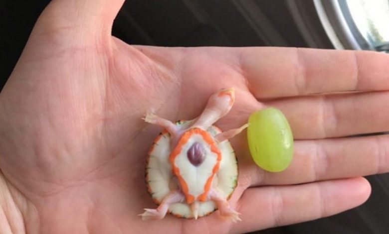 Man Adopts a Tiny Turtle With a Window to its Heart