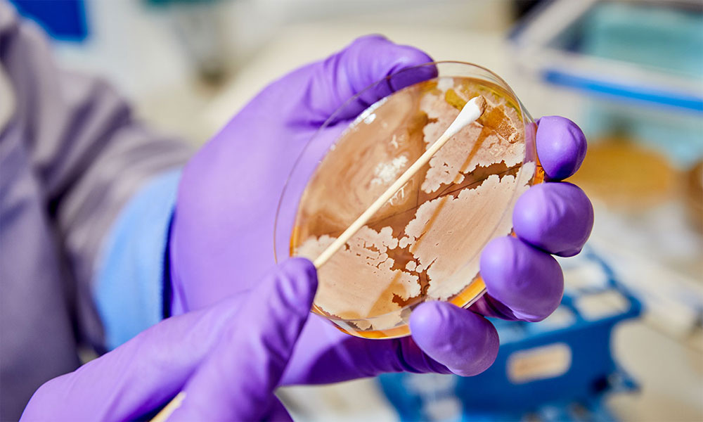 Austrian Researchers Prove That Gut Bacteria Impacts Brain Development