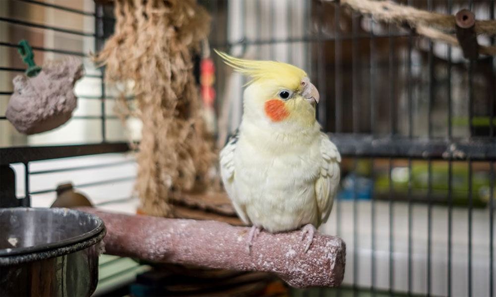 Meet a Male Cockatiel Who Loves to Snuggle with His Friends