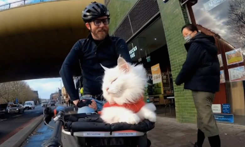 Bike Riding Cat Loves Nothing More Than Going for a Spin