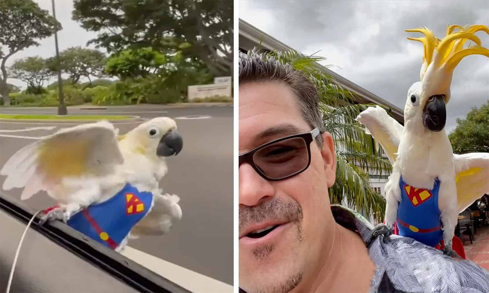 Meet a Car Surfing Cockatoo Who Thinks He’s “Superbird”