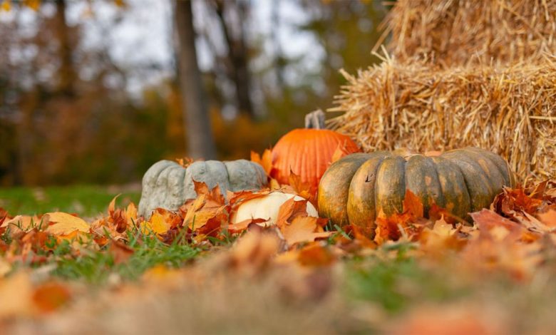 15 Ways to Enjoy Pumpkin All Year Round