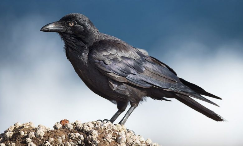 If You See Ravens Often, This Might Be Why