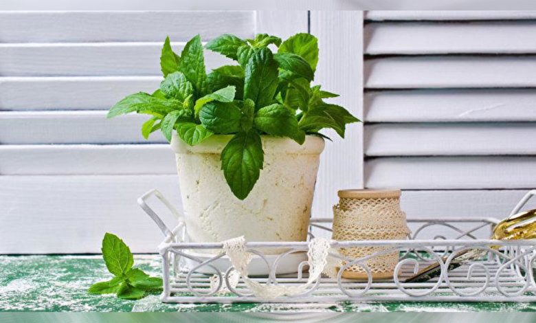 Put Peppermint In Your Home And Say Goodbye to Spiders, Mice, and Pests