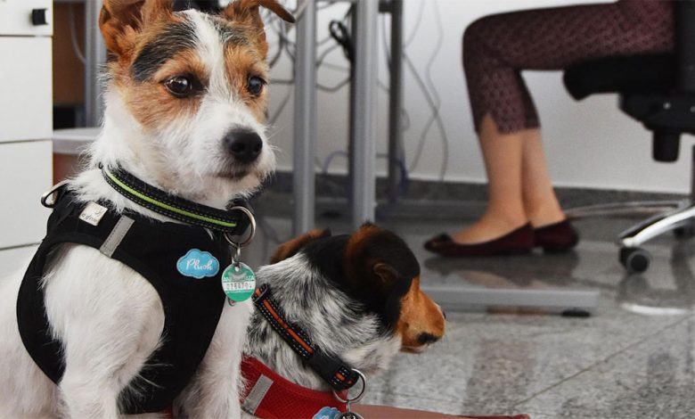 Researchers Reveal How Having A Dog At Work Boosts Productivity and Reduces Stress