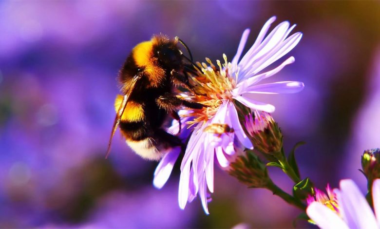 1 Million+ Gardeners Reveal Global Greenery to Nourish Bees and Butterflies