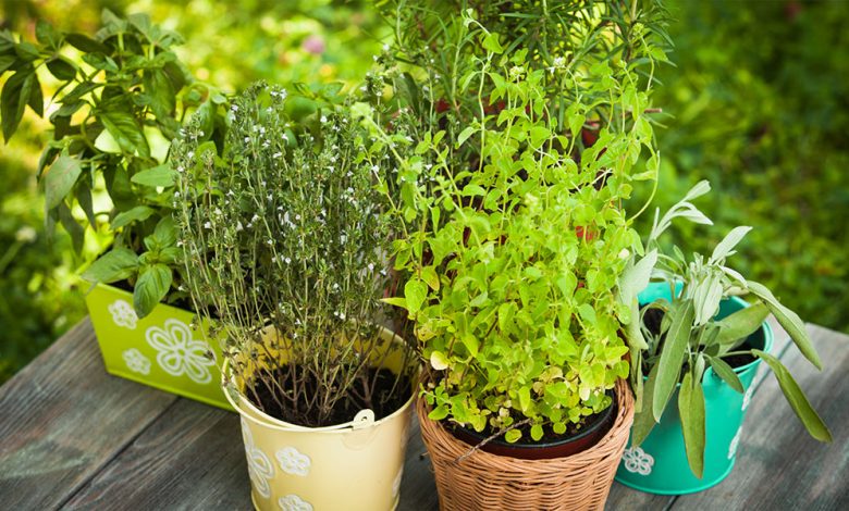 How To Grow Herbs At Home: An Easy 7 Step Guide