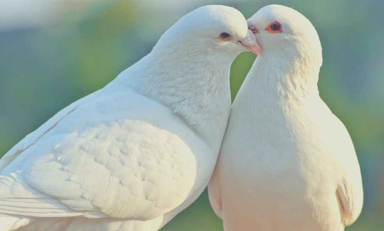 If You See Doves Often, This Is What It Means