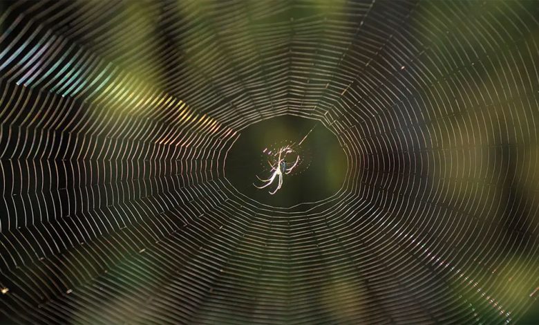 The Spiritual Meaning of Seeing A Spider Often