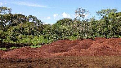 Coffee Pulp Aids Reforestation Efforts