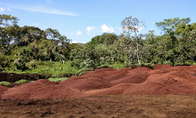 Coffee Pulp Aids Reforestation Efforts
