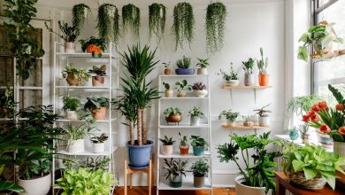 Best Plants That Will Bring Positive Energy To Your Home