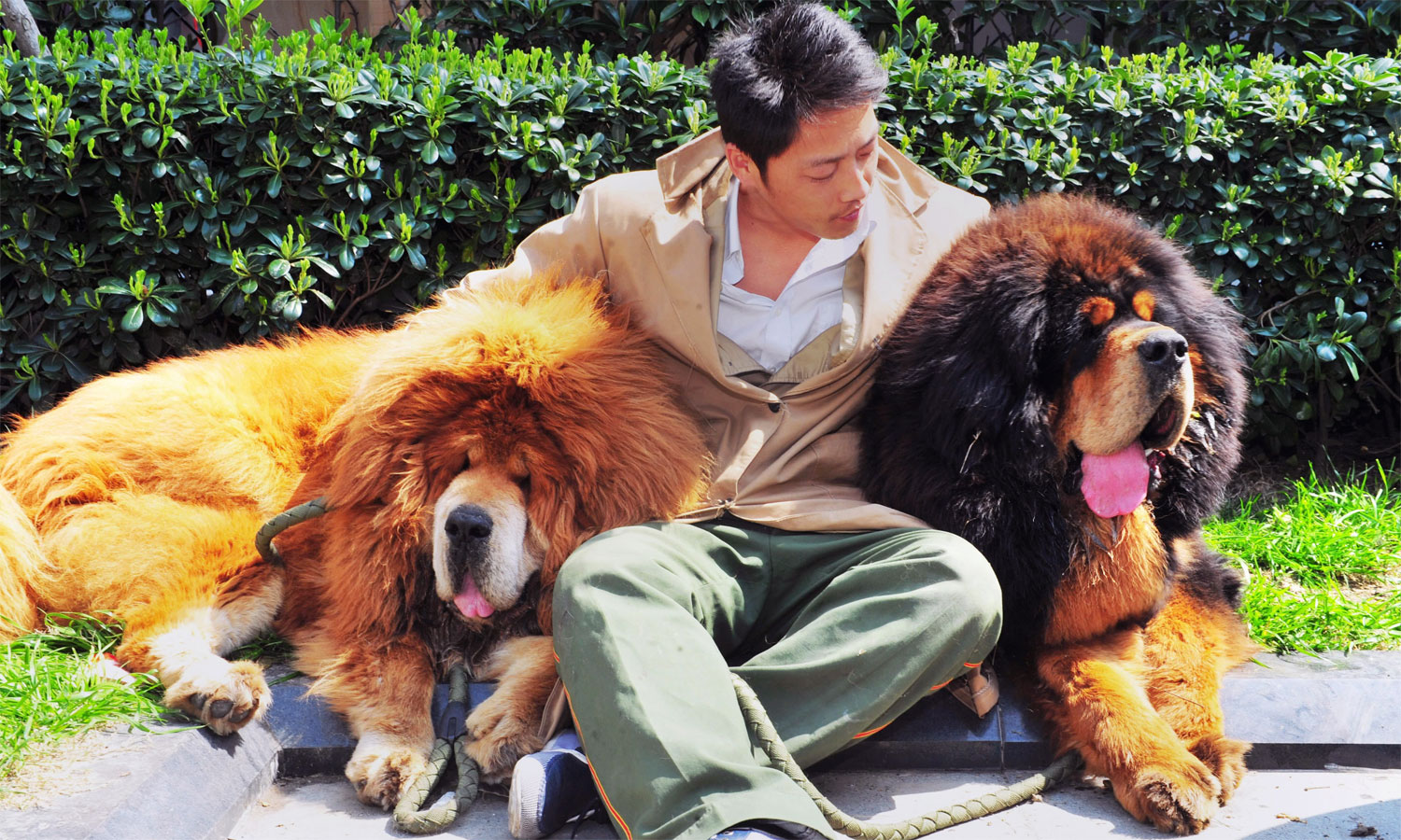 Which Dogs Are The Most Expensive In The World?